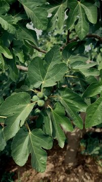 Unripe green figs growing on a tree branch with lush leaves in a sunny summer garden, representing agriculture and healthy eating