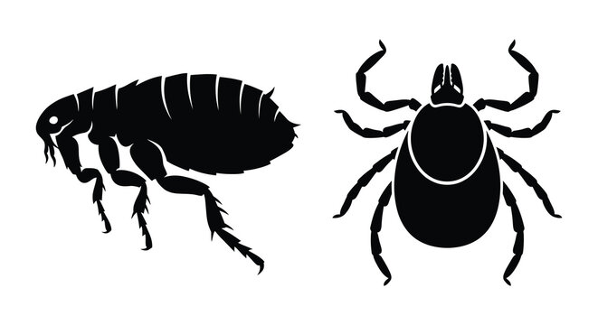 Flea And Tick Insect Silhouettes On White Background Silhouette