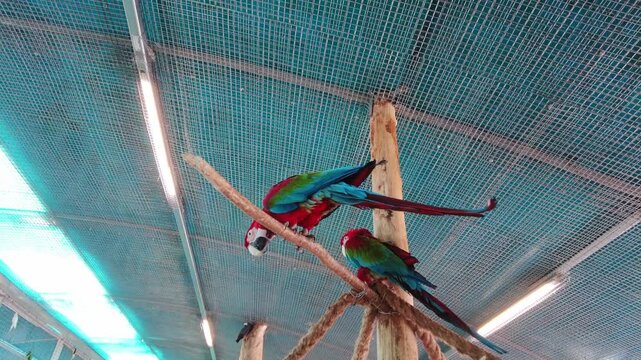 Two vibrant macaws are perched on a rope inside a bird sanctuary. People observe and interact with the birds in an indoor space. Bright lights and netting are visible above.