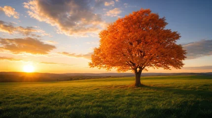 A lone tree with vivid orange autumn foliage stands in a green meadow at sunset, ideal for seasonal travel, nature, wellness, or environmental promotions. © AlSadiMd