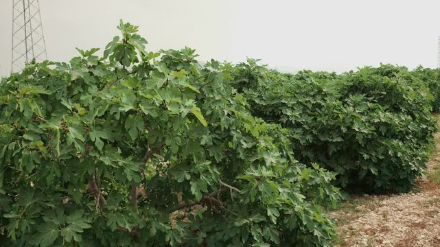 Lush green fig trees growing in a mediterranean orchard garden with ripening fruit on the branches