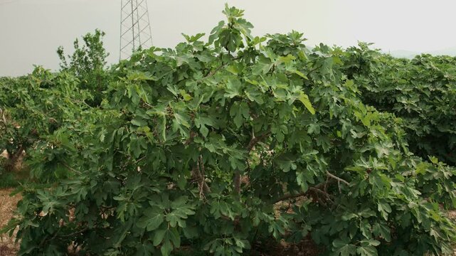 Lush fig tree orchard with ripe fruits growing on the branches under a cloudy sky in a rural agricultural landscape on a summer day