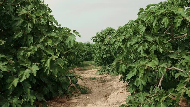 Camera moving through a fig tree orchard on a rural farm during a cloudy day, agricultural concept