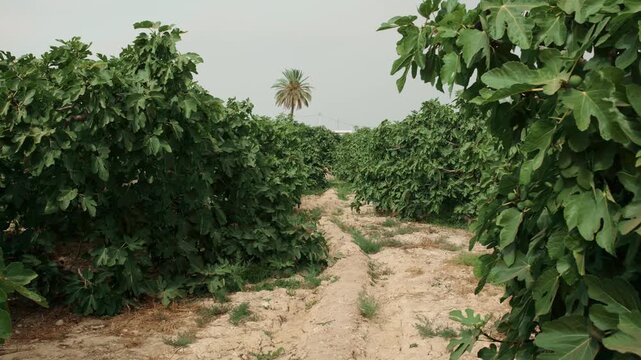 First person view walking through a lush green fig tree garden plantation with a palm tree in the background