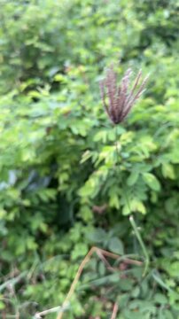 Close-up of purple finger grass flower against blurred green foliage