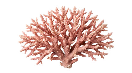 Obraz premium Pink coral branch isolated on transparent background