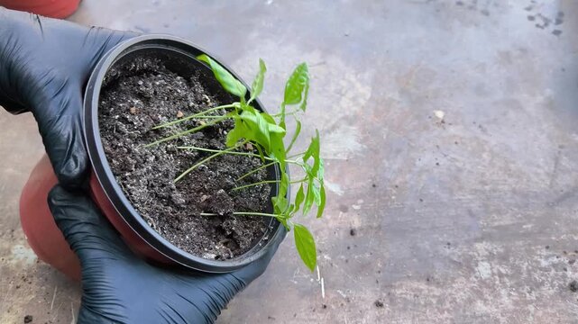 Hands gently squeezing a plastic flower pot to remove germinated passion fruit seedlings without damaging the delicate roots