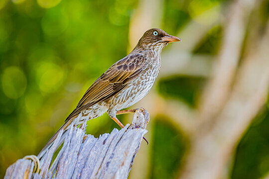 Right Portrait of the Pearly-eyed Thrasher in St. John of the USVI.