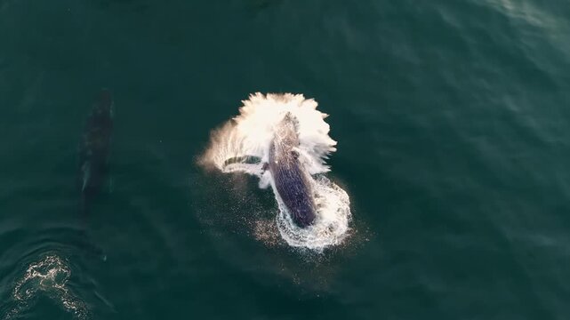 Top-down drone view of a humpback whale breaching the ocean surface, leaping high out of the water before crashing back down in a powerful splash, surrounded by deep blue sea and white soft foam below