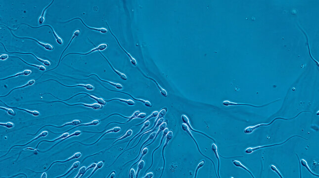 Ultra realistic high-angle microscope image of sperm cells swimming across a blue fluid surface, reproductive medicine concept, sperm motility research, embryology laboratory and biotechnology backgro