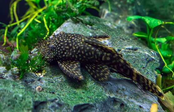 Bristlenose pleco catfish resting on a mossy rock in a freshwater aquarium, surrounded by vibrant green aquatic plants and clear water in a natural underwater tank environment