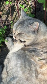 Cat funny licking its back paw with splayed toes, vertical video.