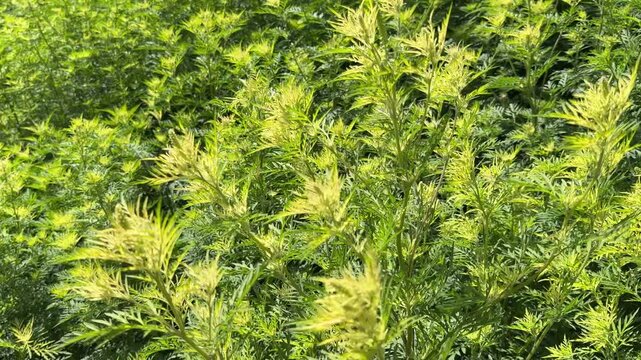 Common ragweed Ambrosia artemisiifolia plant destructive  weed that threatens agriculture, ruins biodiversity, and triggers severe seasonal allergies.