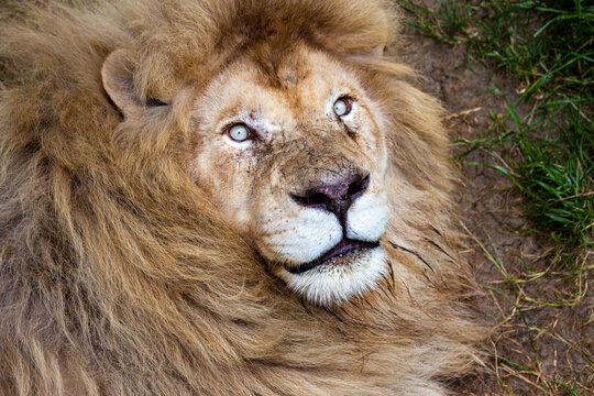 Leo looks at the camera against the background of green grass on a bright sunny day. Wildlife, mammals, predators.