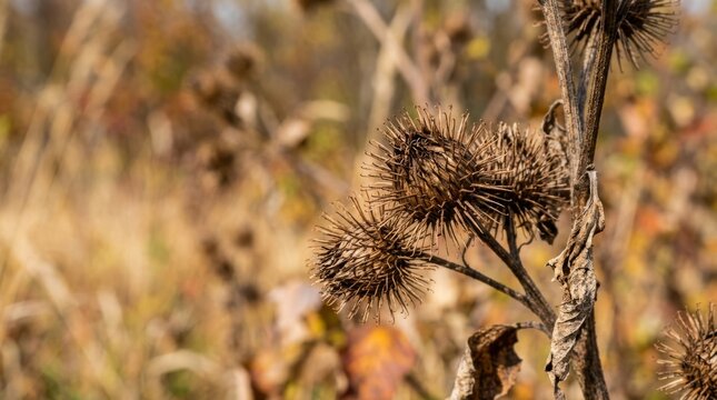 Dried burdock seed heads in an autumn field with warm sunlight and shallow depth of field