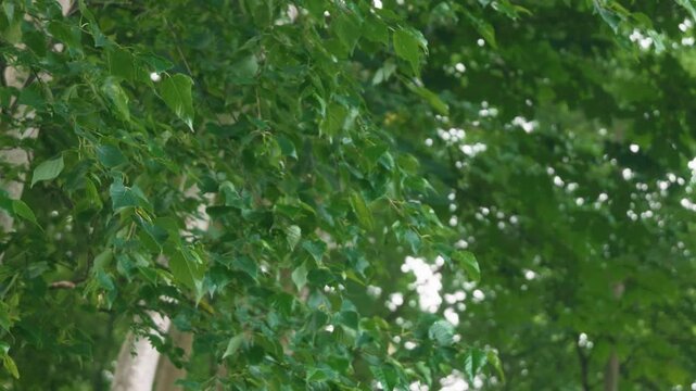 Green forest branches of a broadleaf tree