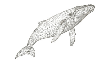 Detailed Line Drawing of a Humpback Whale Swimming. © Maonah