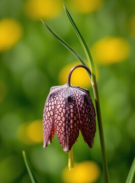Close up of a single purple chequered fritillary flower in bloom. Delicate bell shaped petals with intricate pattern against soft green background. Early spring wildflower.