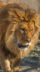 Powerful male lion walking in natural habitat, majestic predator close up with thick mane and intense gaze, wild African wildlife in warm sunlight outdoor safari landscape background © John_Doo78