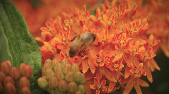 Honey Bee Pollinates Garden Flowers in Macro Insect Bug Closeup | Maine Wildlife