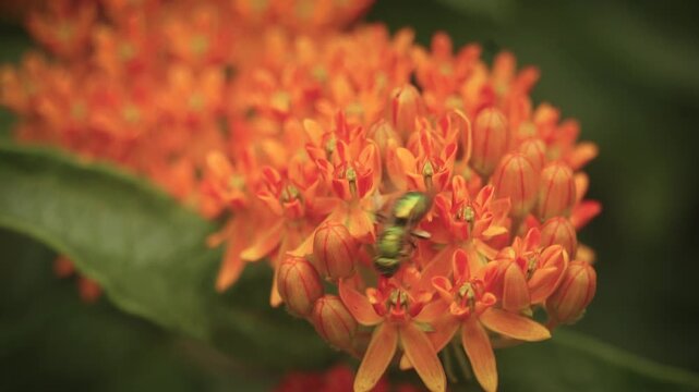 Metallic Green Sweat Bee Pollinates Garden Flowers in Macro Insect Bug Closeup | Maine Wildlife