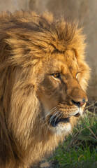 Side profile close up portrait of a majestic male lion with impressive mane looking away in natural sunlight, wild predator animal head detail during bright sunny day out in nature © John_Doo78