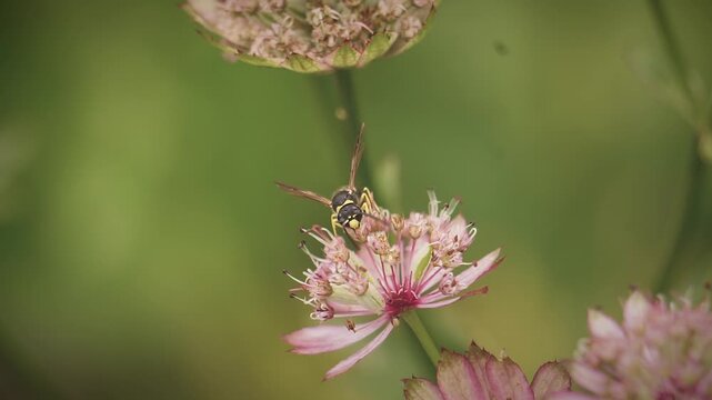 Black and White Striped Potter Wasp Drinks Flower Nectar in Macro Insect Bug Closeup | Maine Wildlife