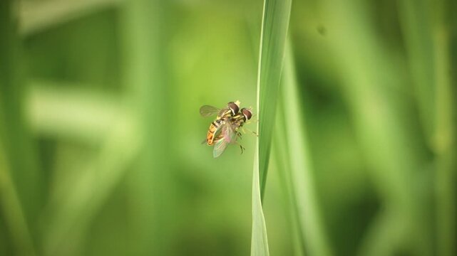 Flower Flies (Hover Flies) Mating on Grass in Macro Insect Bug Closeup | Maine Wildlife