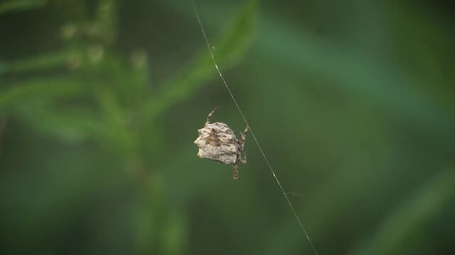 Orb Weaver Spider Spins Web and Poops in Macro Insect Spider Closeup | Maine Wildlife