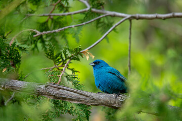Fototapeta premium Male Indigo Bunting Perched on Tree Branch Surrounded by Green Leaves