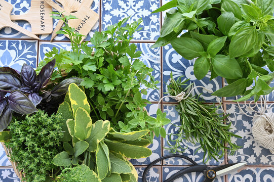 Fresh herbs with blue Mediterranean background - rosemary, basil, sage, parsley, thyme, oregano