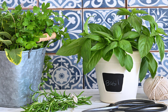 Potted Basil plant with other fresh herbs in blue and white kitchen