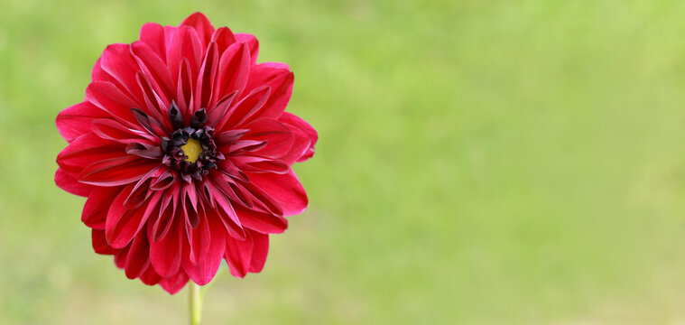 Vibrant deep red dahlia flower blooming against a smooth blurred green background with copy space. Ideal for floral banner, summer header, botanical backdrop, and greeting card.
