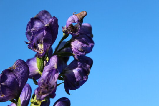 Horizontal macro shot of blue aconite monkshood flowers with right copy space