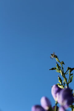 Blue aconite monkshood flowers blooming against clear sky with copy space