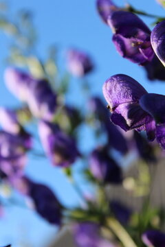 Vertical macro shot of blue aconite monkshood flowers with artistic soft focus bokeh