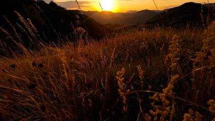 Obraz premium Summertime golden colors on meadow flowers.