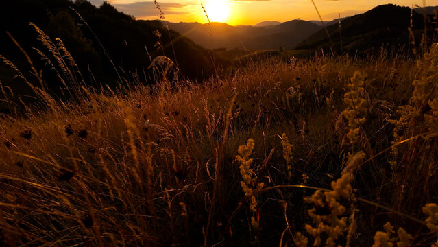 Summertime golden colors on meadow flowers.
