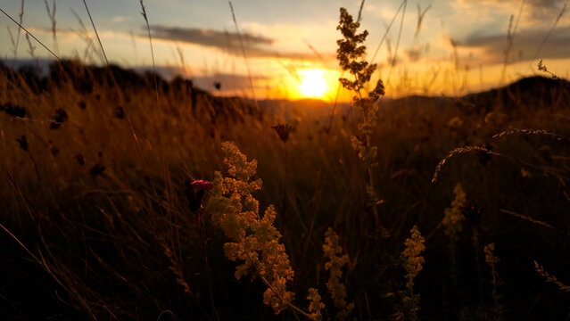 Summertime golden colors on meadow flowers.