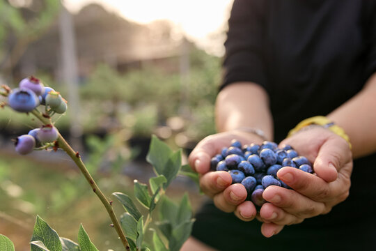 Farmer holding fresh blueberries on a farm.