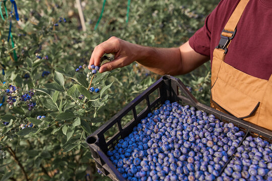Farmer picking fresh blueberries on a farm.