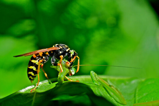 Western Yellowjacket Wasp chewing on praying mantis head, San Francisco Peninsula 