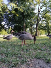 geese in flight © Gabriel