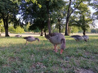 geese in the park © Gabriel