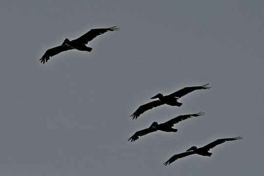 A group of gliding brown pelicans, are called a squadron, brief, or pod fly over Bodega Bay, California 