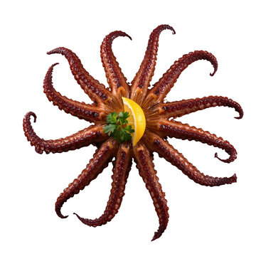 Symmetrical cooked octopus tentacles arranged in a radial star pattern with lemon and parsley on black backdrop isolated on a transparent background