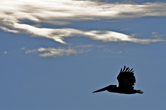 Brown Pelican silhouette and wispy clouds, Bodega Bay, California 