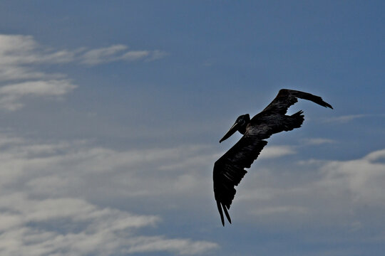 Brown Pelican banking left over Bodega Bay, California 