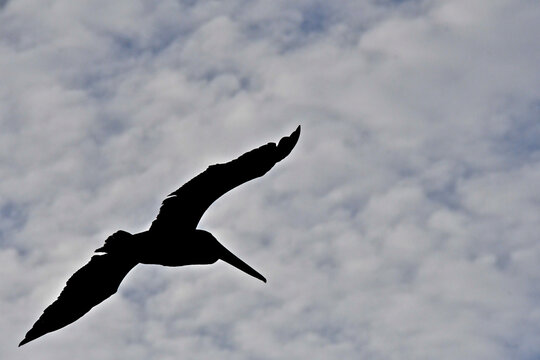 Silhouette of Brown Pelican heading out to sea, Bodega Bay, California 