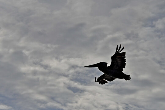 Silhouette of Brown Pelican with flight feathers splayed 